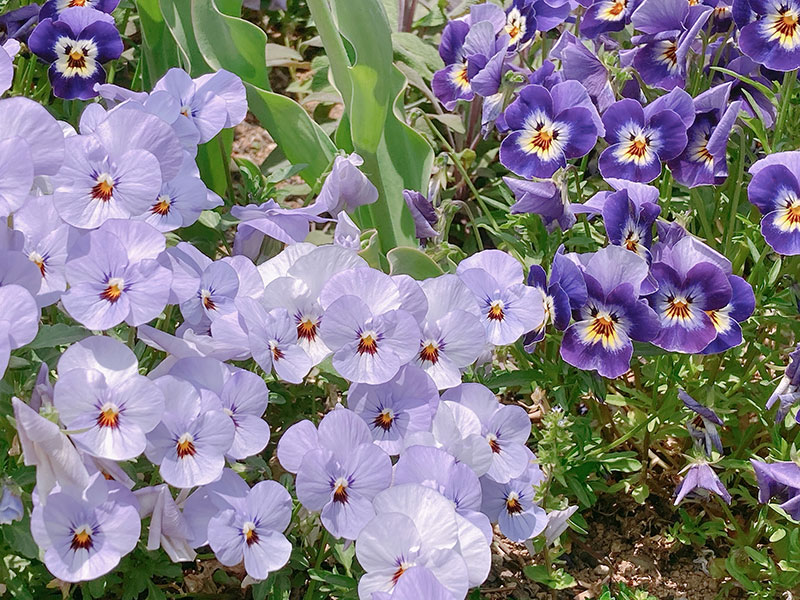 信州スカイパークの花