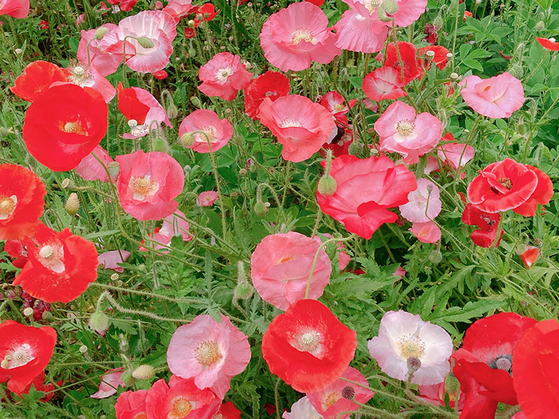 信州スカイパークの野の花・ばらゾーンのお花をみてきました